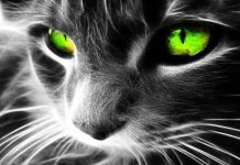 Un Chat Sauvé des Rues Intrigue une Association par sa Couleur Mystérieuse : La Révélation Surprenante 6 Mois Plus Tard ! Un Chat Sauvé des Rues Intrigue une Association par sa Couleur Mystérieuse : La Révélation Surprenante 6 Mois Plus Tard !