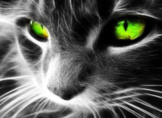 Un Chat Sauvé des Rues Intrigue une Association par sa Couleur Mystérieuse : La Révélation Surprenante 6 Mois Plus Tard ! Un Chat Sauvé des Rues Intrigue une Association par sa Couleur Mystérieuse : La Révélation Surprenante 6 Mois Plus Tard !