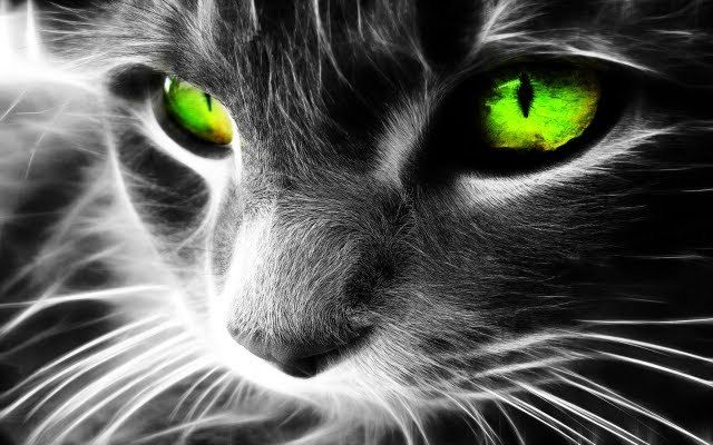 Un Chat Sauvé des Rues Intrigue une Association par sa Couleur Mystérieuse La Révélation Surprenante 6 Mois Plus Tard ! Un Chat Sauvé des Rues Intrigue une Association par sa Couleur Mystérieuse : La Révélation Surprenante 6 Mois Plus Tard !