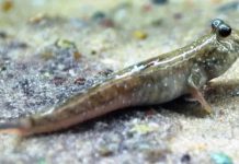 L’Amour Sous les Vagues : La Fable du Poisson et de la Grenouille écris une fable originale sur un poisson et une grenouille en quête d'amour.
