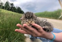 Sauvetage héroïque d’une famille de chats par le refuge d’Altmünster Sauvetage héroïque d'une famille de chats par le refuge d'Altmünster