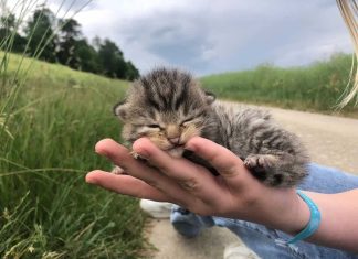 Sauvetage héroïque d’une famille de chats par le refuge d’Altmünster Sauvetage héroïque d'une famille de chats par le refuge d'Altmünster