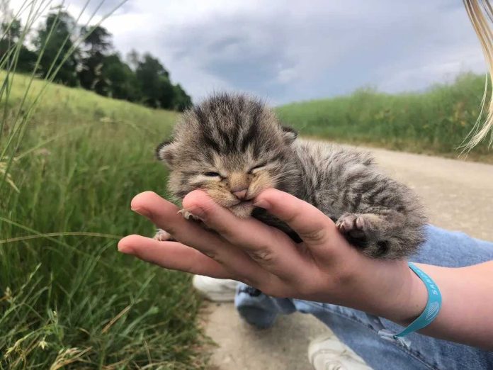 Sauvetage héroïque d'une famille de chats par le refuge d'Altmünster