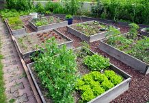 Créer un Plan pour un Potager: Guide Complet pour les Débutants Aidez-moi à créer un plan pour un potager