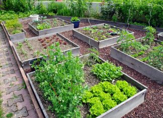 Créer un Plan pour un Potager: Guide Complet pour les Débutants Aidez-moi à créer un plan pour un potager