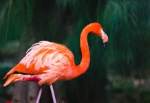 Quand l’Impossible Devient Réel : Imaginer un Flamant Rose dans l’Océan Arctique Créez une image réaliste d’un flamant rose debout dans l’océan Arctique