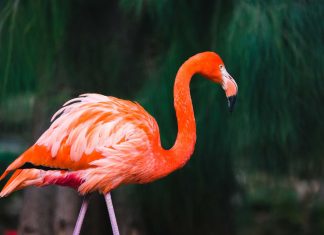 Quand l’Impossible Devient Réel : Imaginer un Flamant Rose dans l’Océan Arctique Créez une image réaliste d’un flamant rose debout dans l’océan Arctique