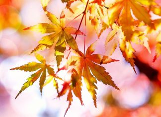 Pourquoi Certaines Plantes Changent-elles de Couleur avec les Saisons ? Pourquoi certaines plantes changent-elles de couleur avec les saisons ?