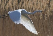 Comprendre les Schémas de Vol des Oiseaux : Une Exploration des Mécanismes et des Motivations Quels sont les schémas de vol courants des oiseaux et pourquoi le font-ils ?