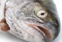 Poissons Sains : Les Meilleures Espèces à Consommer pour Éviter le Mercure Quelles sont les espèces de poissons ne contenant pas ou peu de mercure à privilégier ?