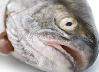 Poissons Sains : Les Meilleures Espèces à Consommer pour Éviter le Mercure Quelles sont les espèces de poissons ne contenant pas ou peu de mercure à privilégier ?
