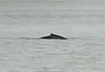 Une baleine à bosse aperçue dans la Seine : explications et inquiétudes Une baleine à bosse aperçue dans la Seine : explications et inquiétudes