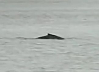 Une baleine à bosse aperçue dans la Seine : explications et inquiétudes Une baleine à bosse aperçue dans la Seine : explications et inquiétudes