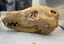 La Renaissance du Tigre de Tasmanie : Un Projet Ambitieux de Colossal Biosciences Une découverte macabre pourrait bien ramener à la vie le tigre de Tasmanie