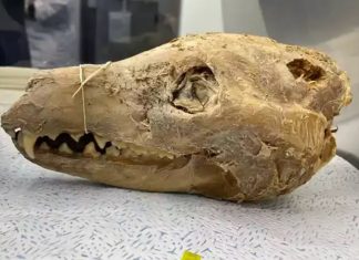 La Renaissance du Tigre de Tasmanie : Un Projet Ambitieux de Colossal Biosciences Une découverte macabre pourrait bien ramener à la vie le tigre de Tasmanie