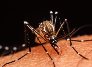 La Réunion face à une épidémie persistante de chikungunya : neuf décès confirmés, l’inquiétude grandit La Réunion : trois nouveaux décès « liés au chikungunya » recensés par SPF, portant le bilan à neuf victimes