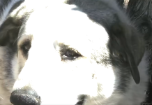 Une nuit d’angoisse dans le désert d’Arizona : un enfant de 2 ans sauvé par un chien de ranch Un enfant de 2 ans disparaît soudainement de chez lui : il survit toute une nuit dans la nature grâce à un chien