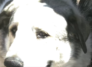 Une nuit d’angoisse dans le désert d’Arizona : un enfant de 2 ans sauvé par un chien de ranch Un enfant de 2 ans disparaît soudainement de chez lui : il survit toute une nuit dans la nature grâce à un chien