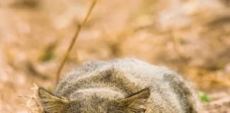 Colocolo : le félin discret qui trace sa route entre pampas et Andes Le colocolo, ce chat impressionnant qui peut vivre jusqu’à 5 000 mètres d’altitude