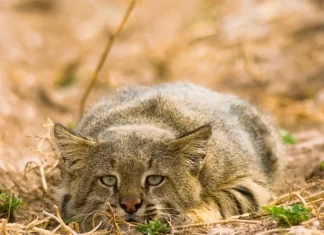Le colocolo, ce chat impressionnant qui peut vivre jusqu’à 5 000 mètres d’altitude