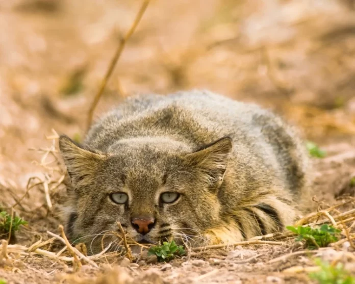 Le colocolo, ce chat impressionnant qui peut vivre jusqu’à 5 000 mètres d’altitude