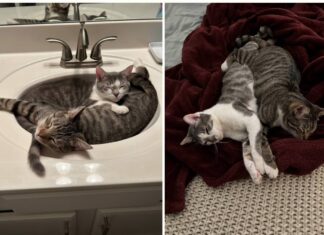 Elle entre pour adopter un chat… et repart avec une histoire bouleversante Une femme se rend dans un refuge pour adopter un chat : le retour à la maison ne se passe pas comme prévu